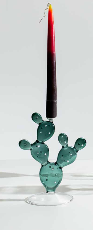 Portacandela cactus Desert Plants - Ichendorf