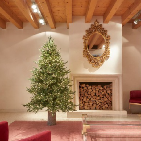 Pino imperiale EDG h240 - Enzo de Gasperi